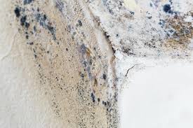 Mold Removal & Remediation